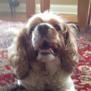 Meet your Posher, Toshiko